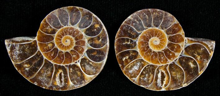 Small Desmoceras Ammonite Pair #5313